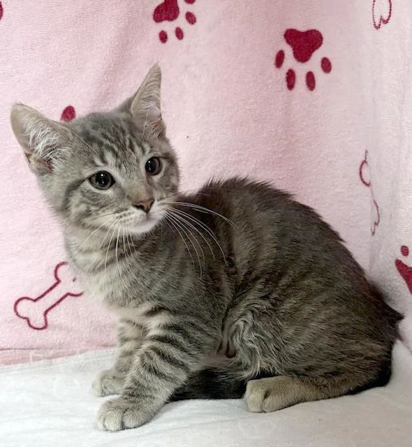 A baby medium-sized female Gray / Blue / Silver Domestic Short Hair cat named French Toast for adoption in Lake Monroe, FL