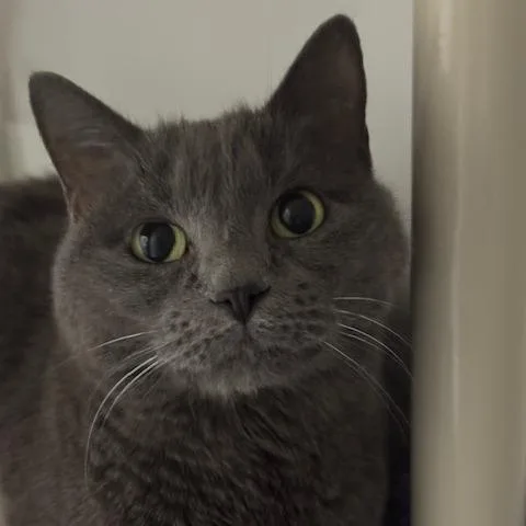 An adult large-sized female Gray / Blue / Silver Domestic Short Hair cat named Rosita C for adoption in Princeton, MN