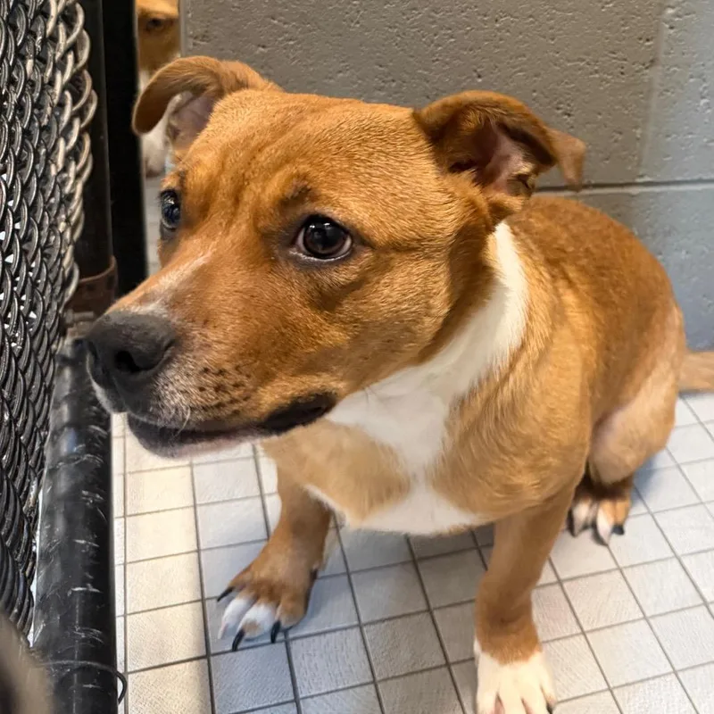 A young medium-sized male Yellow / Tan / Blond / Fawn Mixed Breed dog named Monty for adoption in Philadelphia, PA