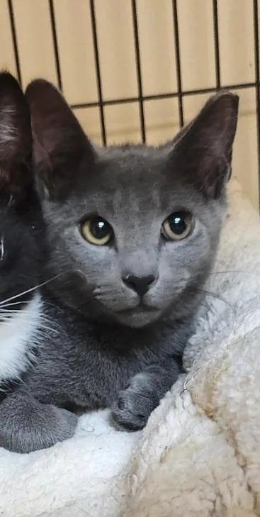 A baby small-sized female Gray / Blue / Silver Domestic Short Hair cat named Lila for adoption in East Brunswick, NJ