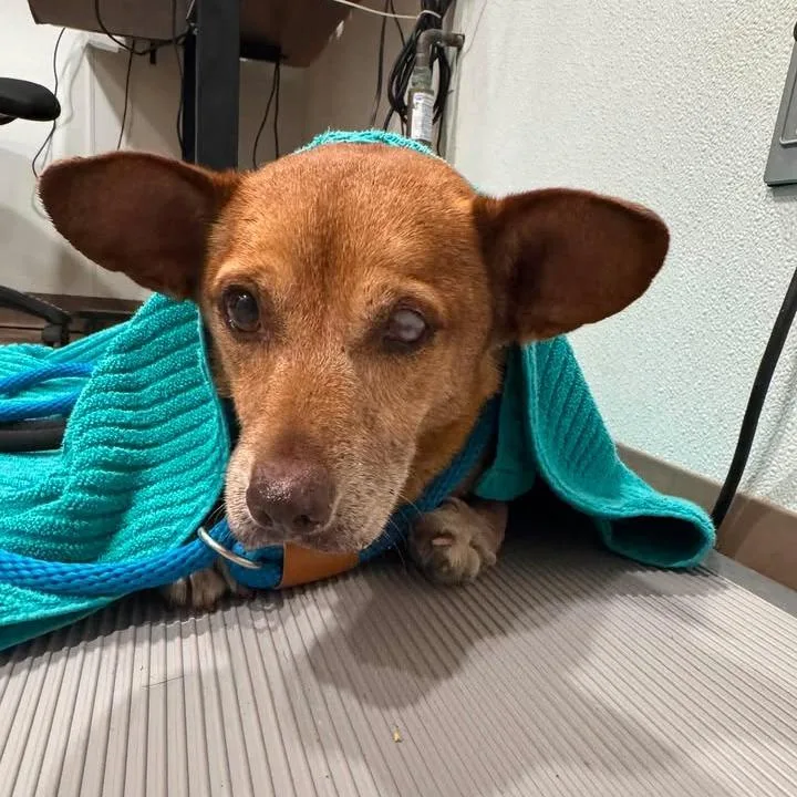A senior small-sized male Yellow / Tan / Blond / Fawn Labrador Retriever dog named Winks for adoption in Buchanan Dam, TX