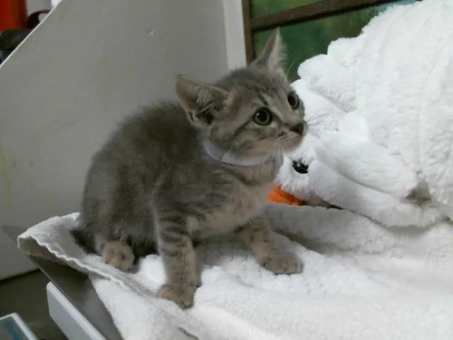 A baby small-sized female Domestic Short Hair cat named Winnie for adoption in Houston, TX
