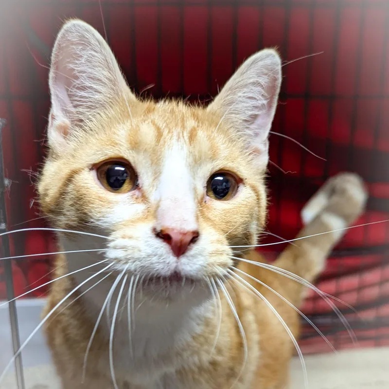 An adult medium-sized male Orange & White Domestic Short Hair cat named Milo for adoption in Griffith, IN