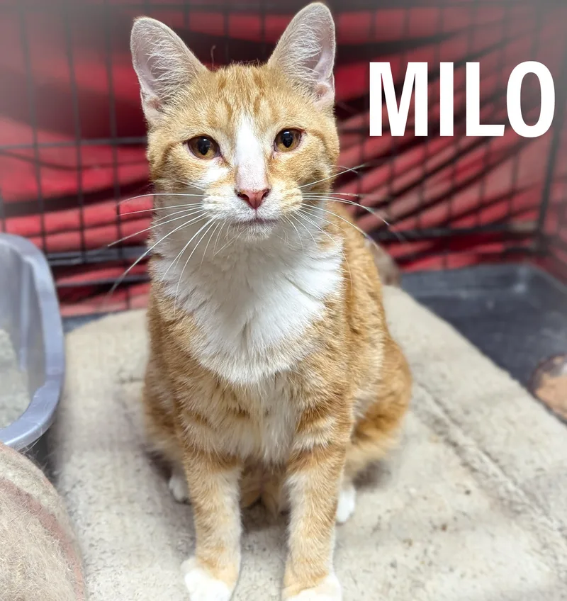 Milo thumbnail 3