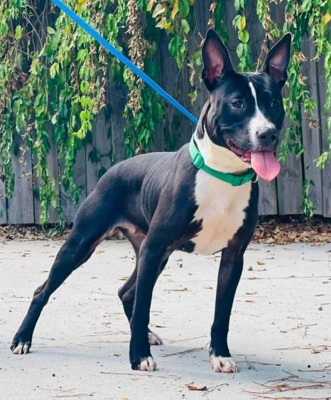 An adult medium-sized female Pit Bull Terrier dog named AC "Aspen" for adoption in Conyers, GA