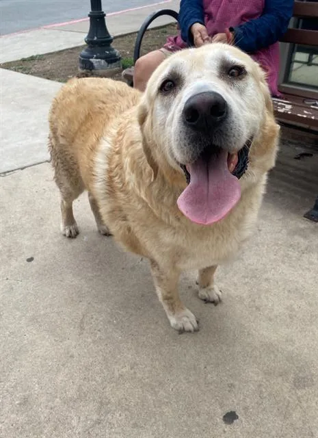An adult large-sized male Labrador Retriever dog named Charlie for adoption in San Antonio, TX