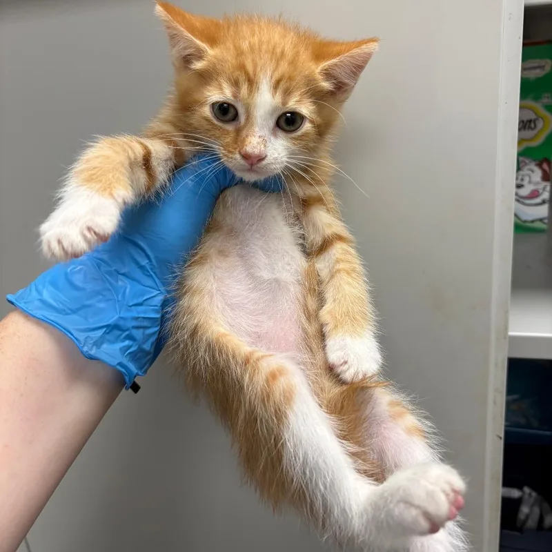 A baby small-sized male Orange / Red Domestic Short Hair cat named Quesadilla for adoption in Columbiana, AL
