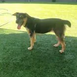 A young medium-sized male Tricolor (Brown, Black, & White) Catahoula Leopard Dog dog named Whindu for adoption in Commerce, TX