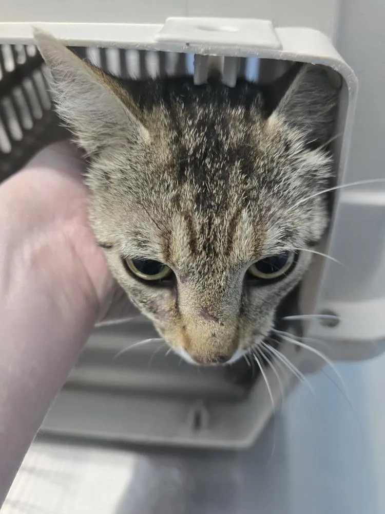 An adult small-sized female Tabby (Brown / Chocolate) Domestic Short Hair cat named Delight for adoption in Evansville, IN