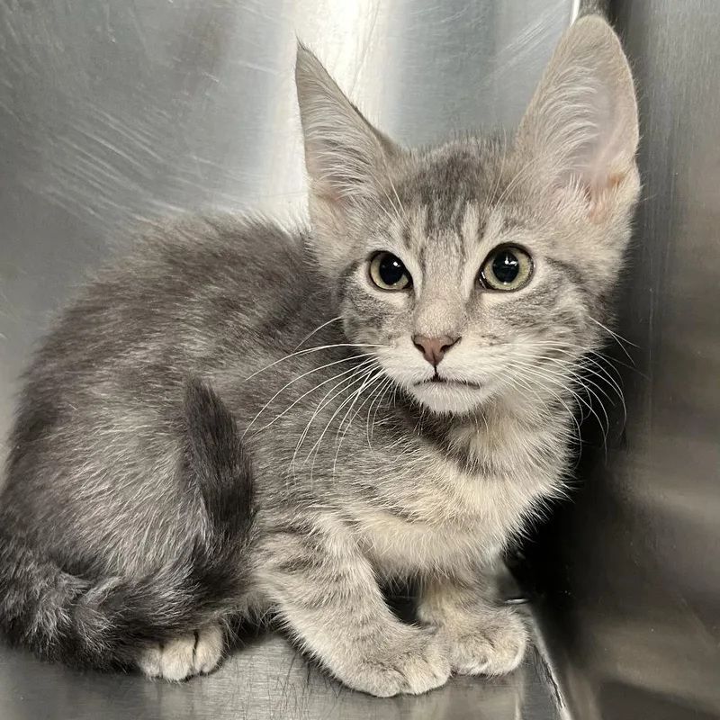 A baby small-sized male Gray / Blue / Silver Domestic Short Hair cat named Skips for adoption in Palm Springs, CA