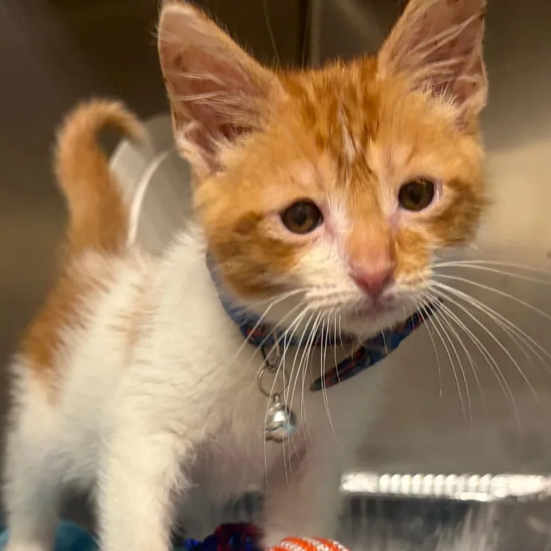 A baby small-sized male Orange / Red Domestic Medium Hair cat named Kash for adoption in Milton, FL