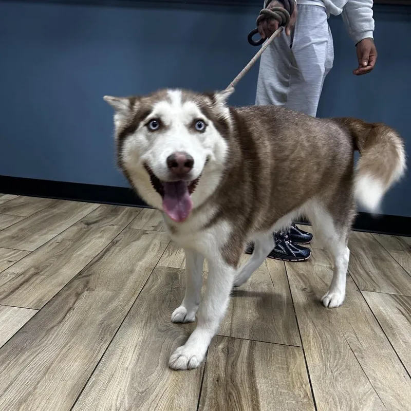 An adult large-sized male Husky dog named Nyle for adoption in Newark, NJ