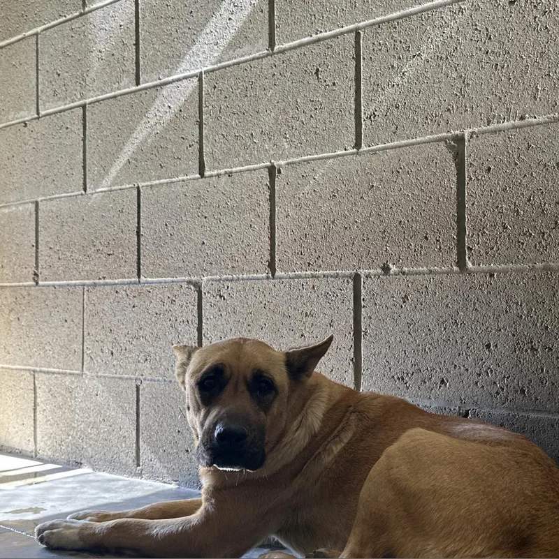 An adult large-sized female Shepherd dog named Winnie for adoption in Yuma, AZ