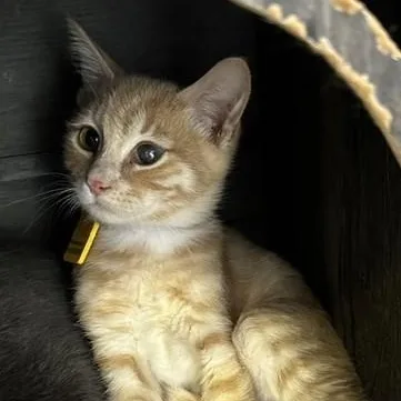 A baby medium-sized male Tabby (Orange / Red) Tabby cat named Isaac Affectionate and for adoption in Hoquiam, WA