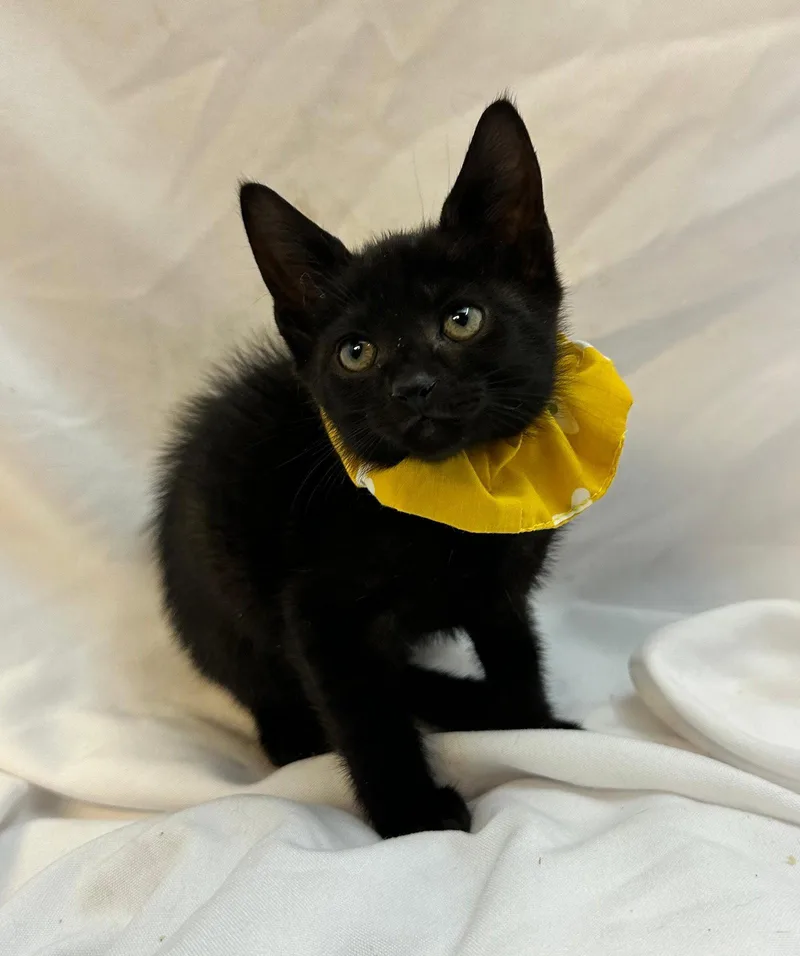 A baby medium-sized female Black Domestic Short Hair cat named Akonica for adoption in Margate, FL