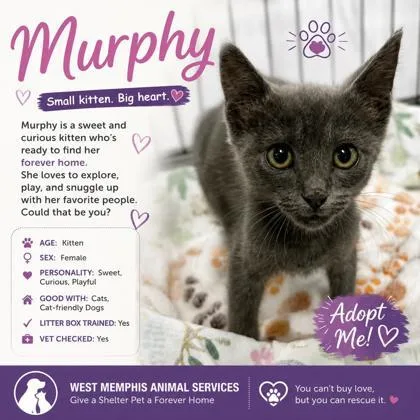 Murphy