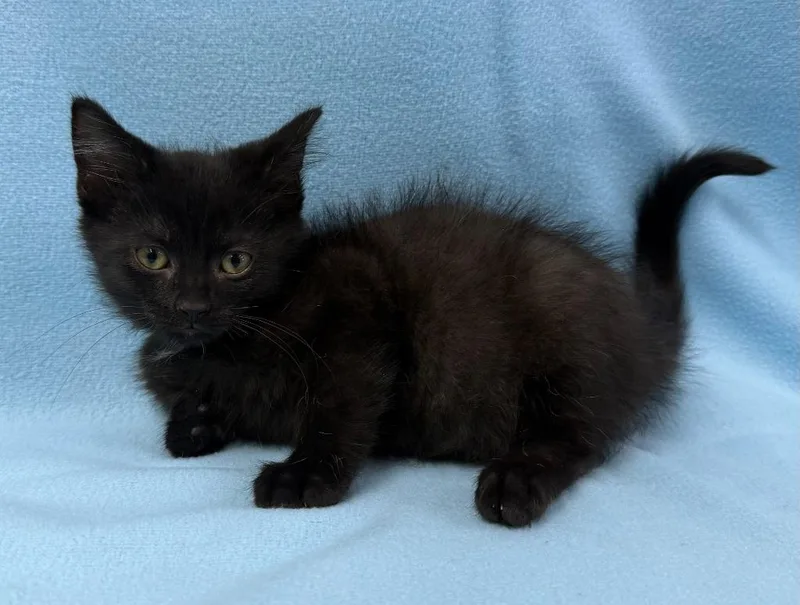 Zorro