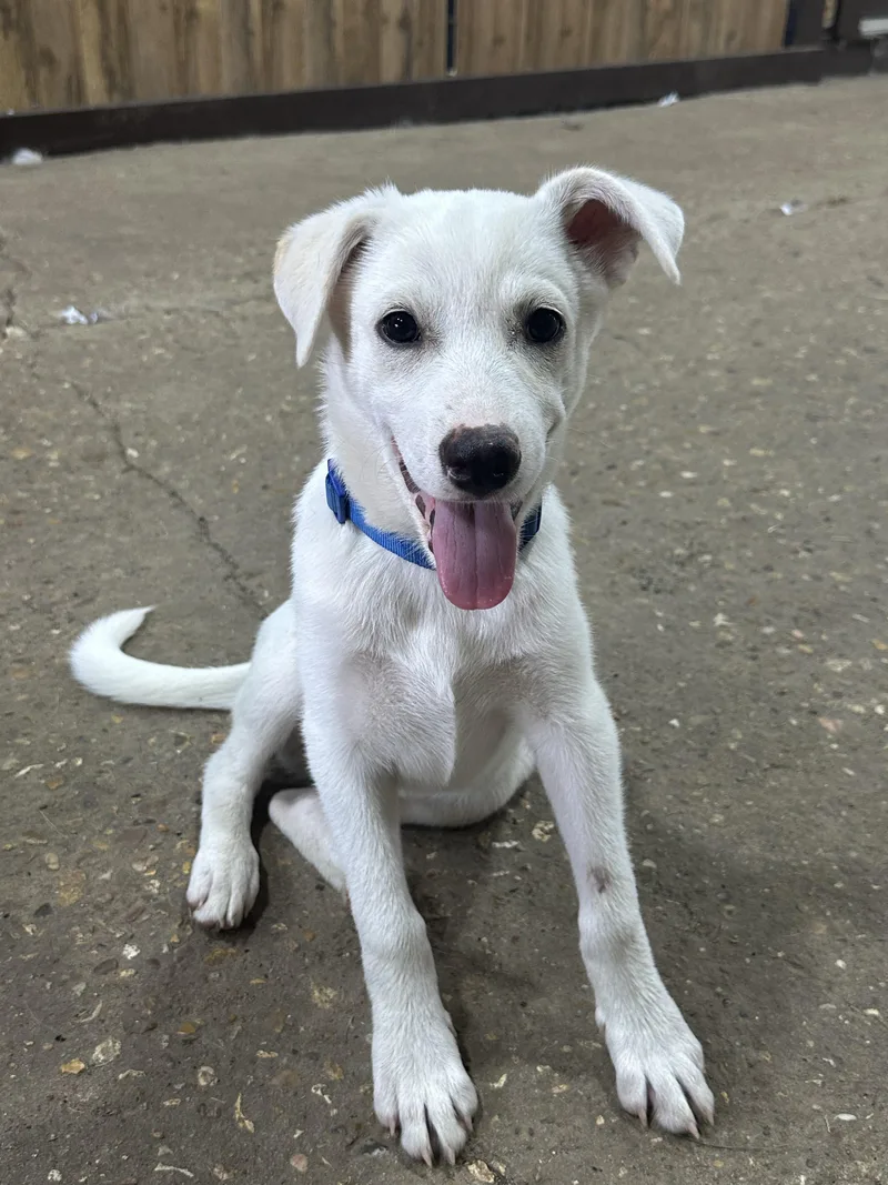 A baby medium-sized male White / Cream Siberian Husky dog named CharlieNJ for adoption in Magnolia, TX