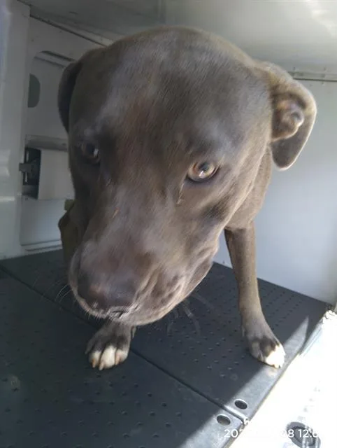 An adult medium-sized male Pit Bull Terrier dog named Smokey for adoption in Charlotte, NC
