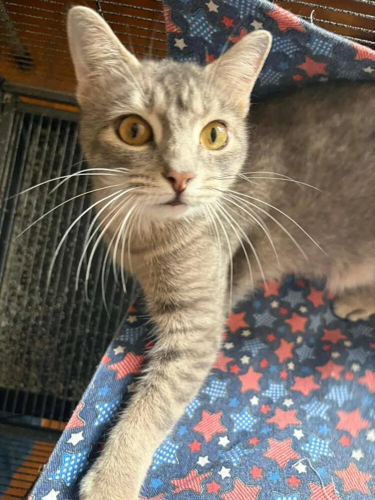 An adult medium-sized female Gray / Blue / Silver Domestic Short Hair cat named Bethany for adoption in West Mifflin, PA