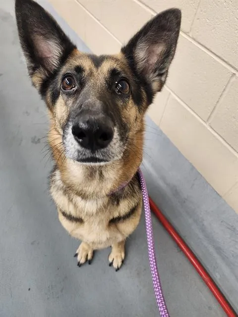 An adult large-sized female German Shepherd Dog dog named Pretzel for adoption in Houston, TX