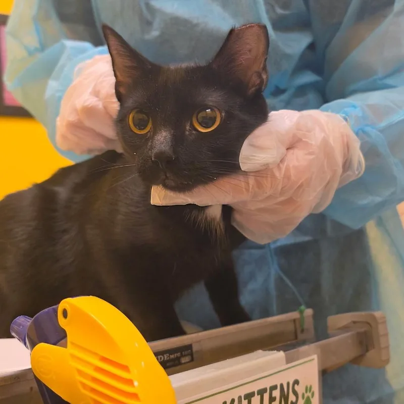 An adult medium-sized female Black Domestic Short Hair cat named Briar for adoption in Newark, NJ