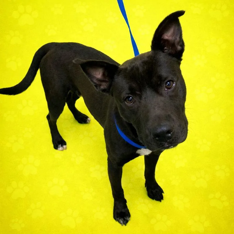 Littleman thumbnail 2