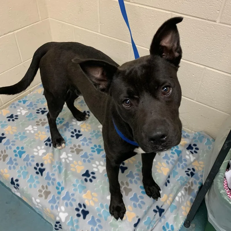 Littleman thumbnail 3