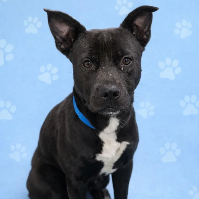 Littleman thumbnail 4