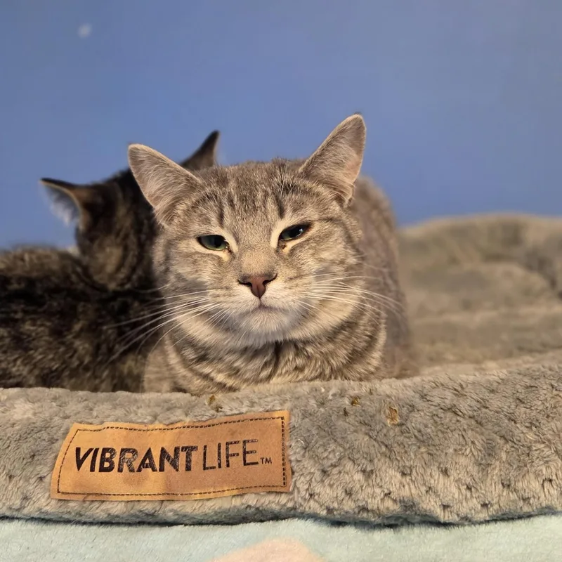 Casey's Breakfast Pizza