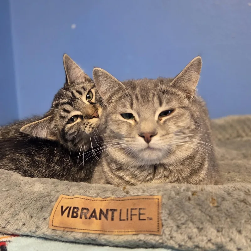 Casey's Breakfast Pizza thumbnail 2