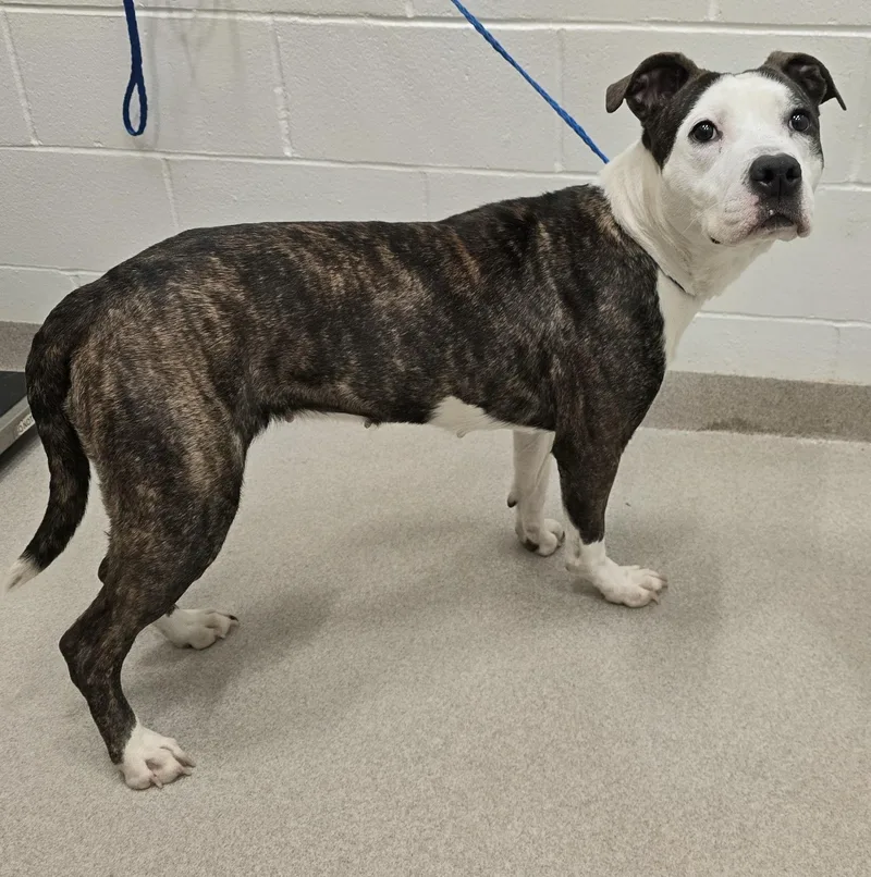 An adult large-sized female Brindle Pit Bull Terrier dog named Bella for adoption in Amityville, NY