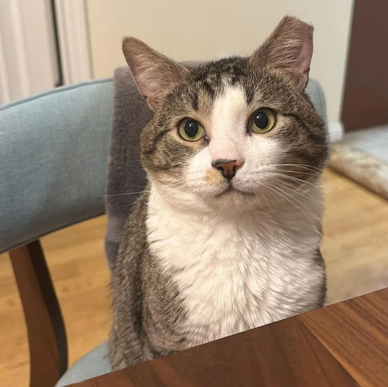 An adult medium-sized male Domestic Short Hair cat named Mohamed Diawara for adoption in Brooklyn, NY