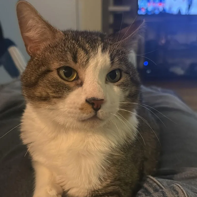 Mohamed Diawara thumbnail 2