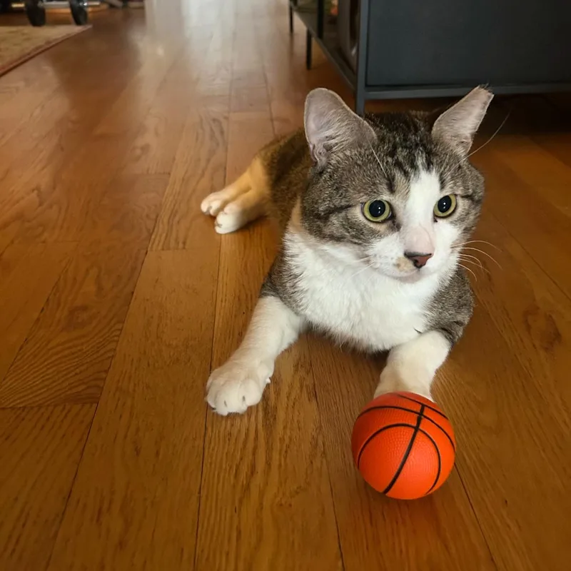 Mohamed Diawara thumbnail 3