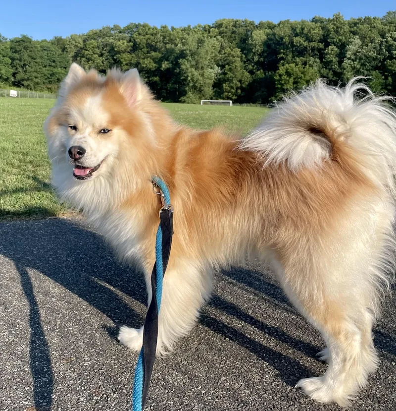 A young medium-sized male Apricot / Beige Chow Chow dog named Banjo for adoption in West Milford, NJ