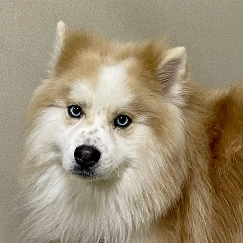 Banjo thumbnail 3