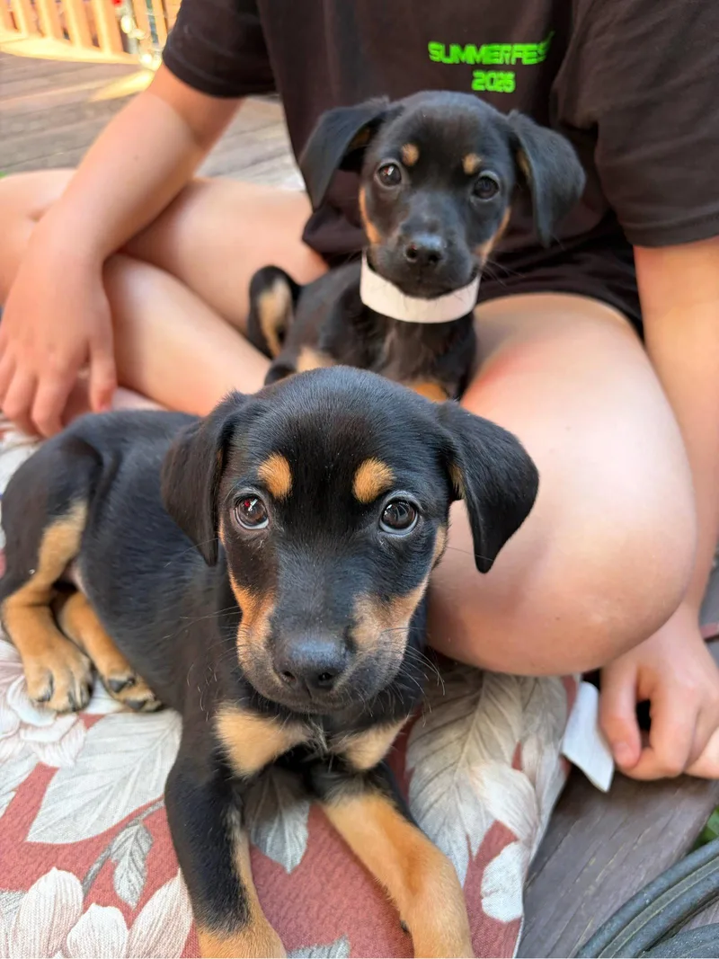 A baby medium-sized female Beagle dog named Kai for adoption in Newport, KY