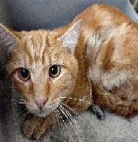 An adult medium-sized male Tabby cat named Gregory for adoption in Henderson, NV