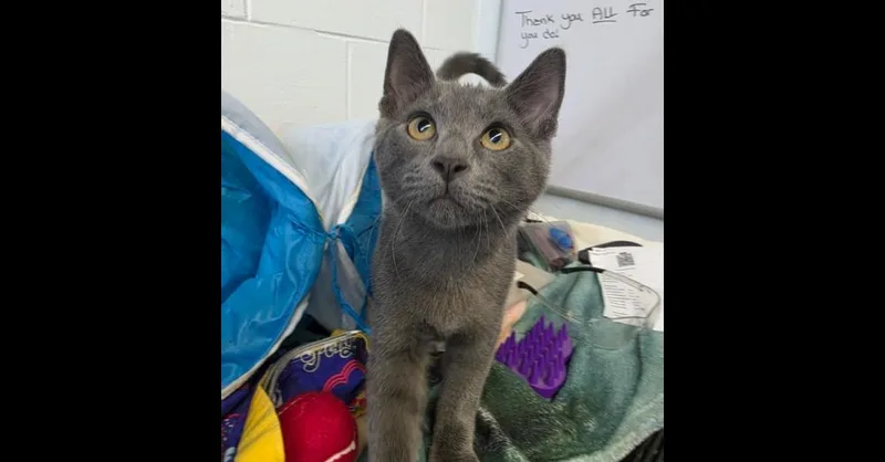 A baby small-sized male Gray / Blue / Silver Domestic Short Hair cat named Glen for adoption in Mishawaka, IN