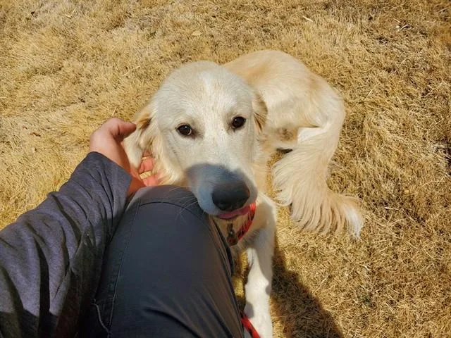 A young large-sized male Labrador Retriever dog named Timothy for adoption in Garland, TX