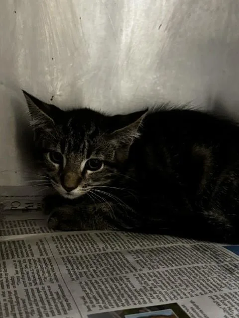 A baby small-sized male Domestic Short Hair cat named Tommy for adoption in Van Nuys, CA