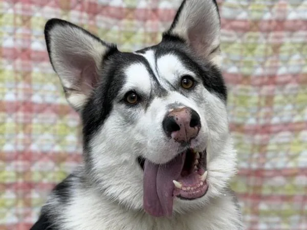 An adult large-sized male Alaskan Malamute dog named Chief for adoption in Portland, OR