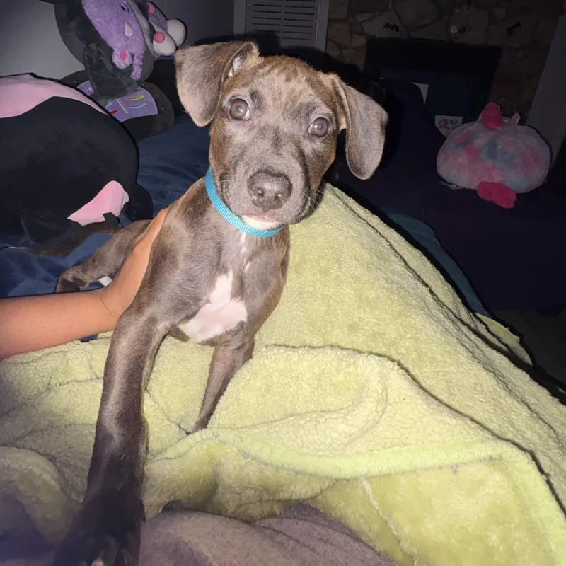 A baby medium-sized male Pit Bull Terrier dog named Luffy for adoption in Charlotte, NC