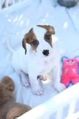 A young medium-sized male Hound dog named Fall for adoption in Cashiers, NC