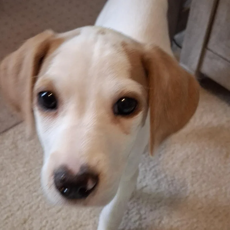 Lily thumbnail 3