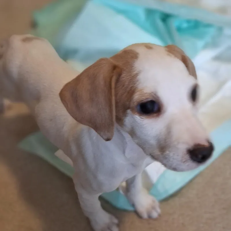 Lily thumbnail 4