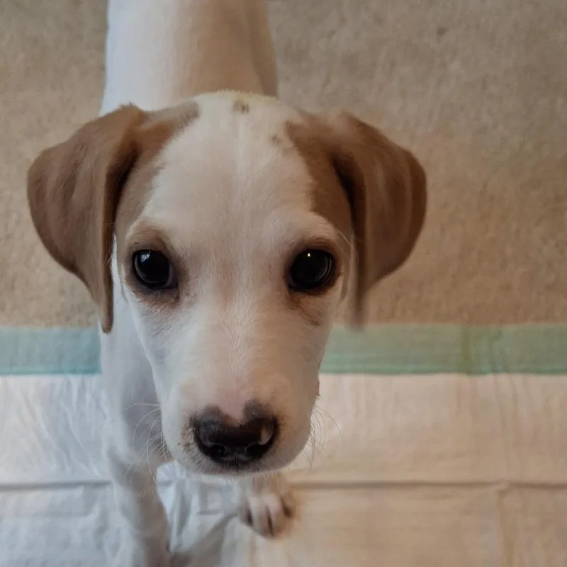 Lily thumbnail 6