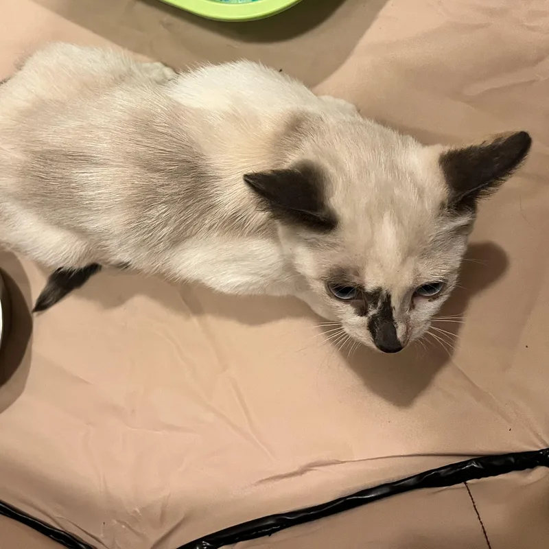 A baby medium-sized female Cream Point Siamese cat named Trini for adoption in Santa Ana, CA