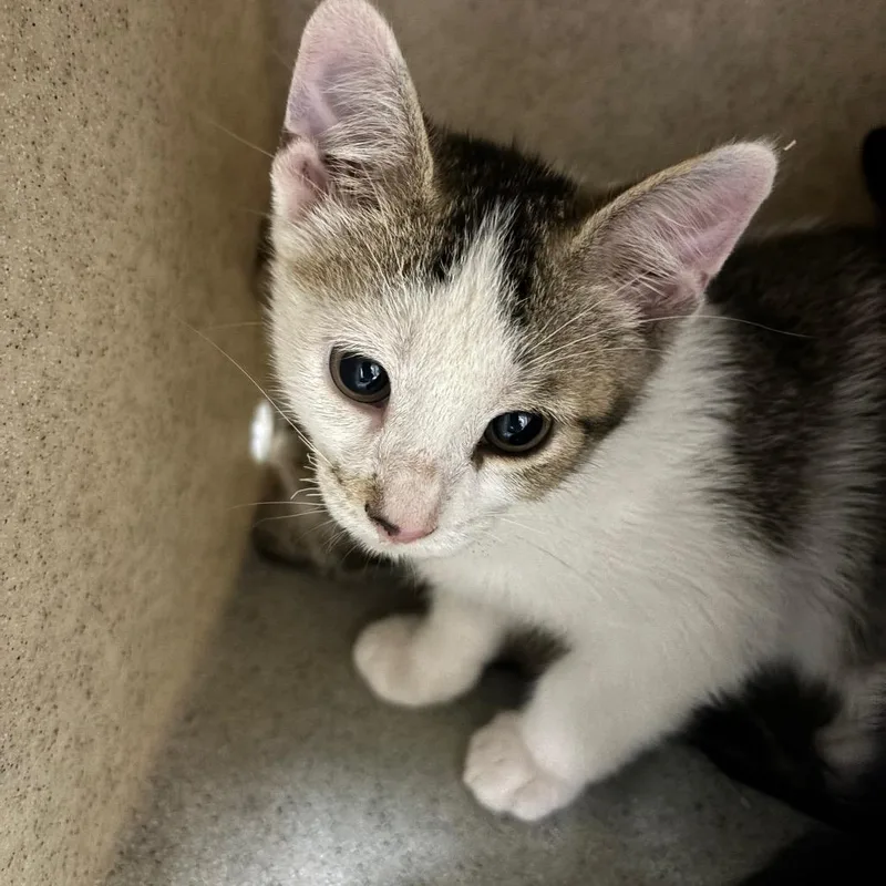A baby small-sized male White Domestic Short Hair cat named Luke for adoption in Roxboro, NC